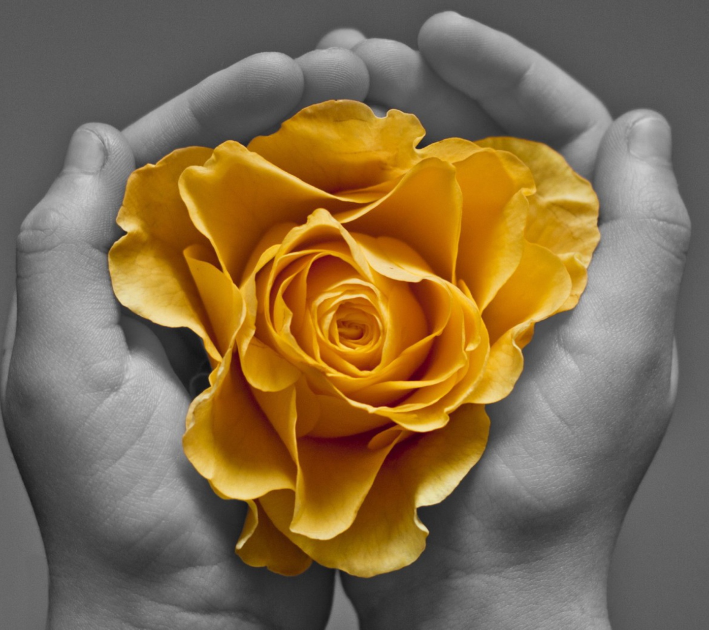 Das Yellow Flower In Hands Wallpaper 1440x1280