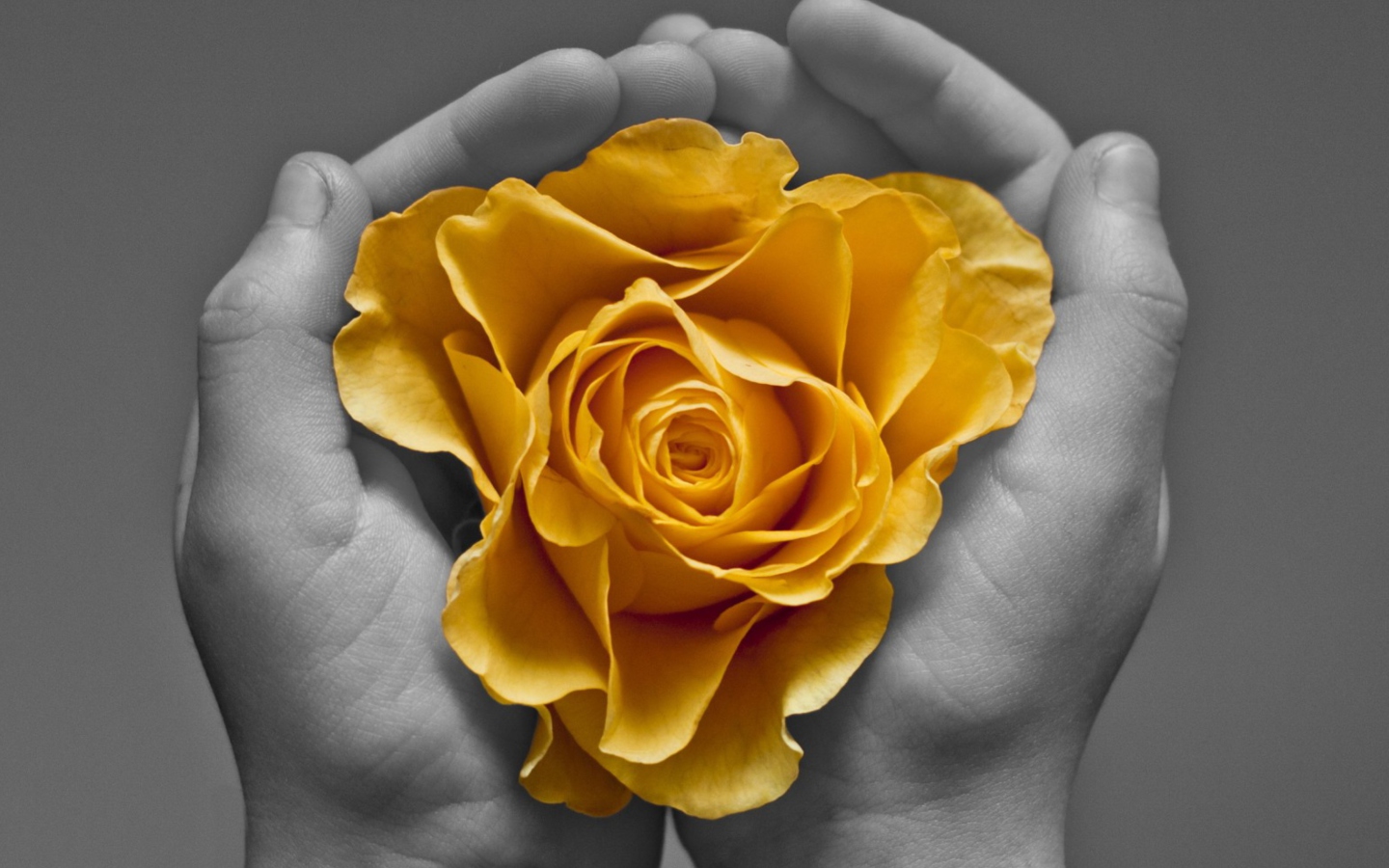 Обои Yellow Flower In Hands 1440x900
