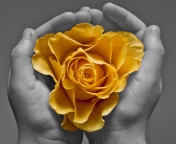 Обои Yellow Flower In Hands 176x144