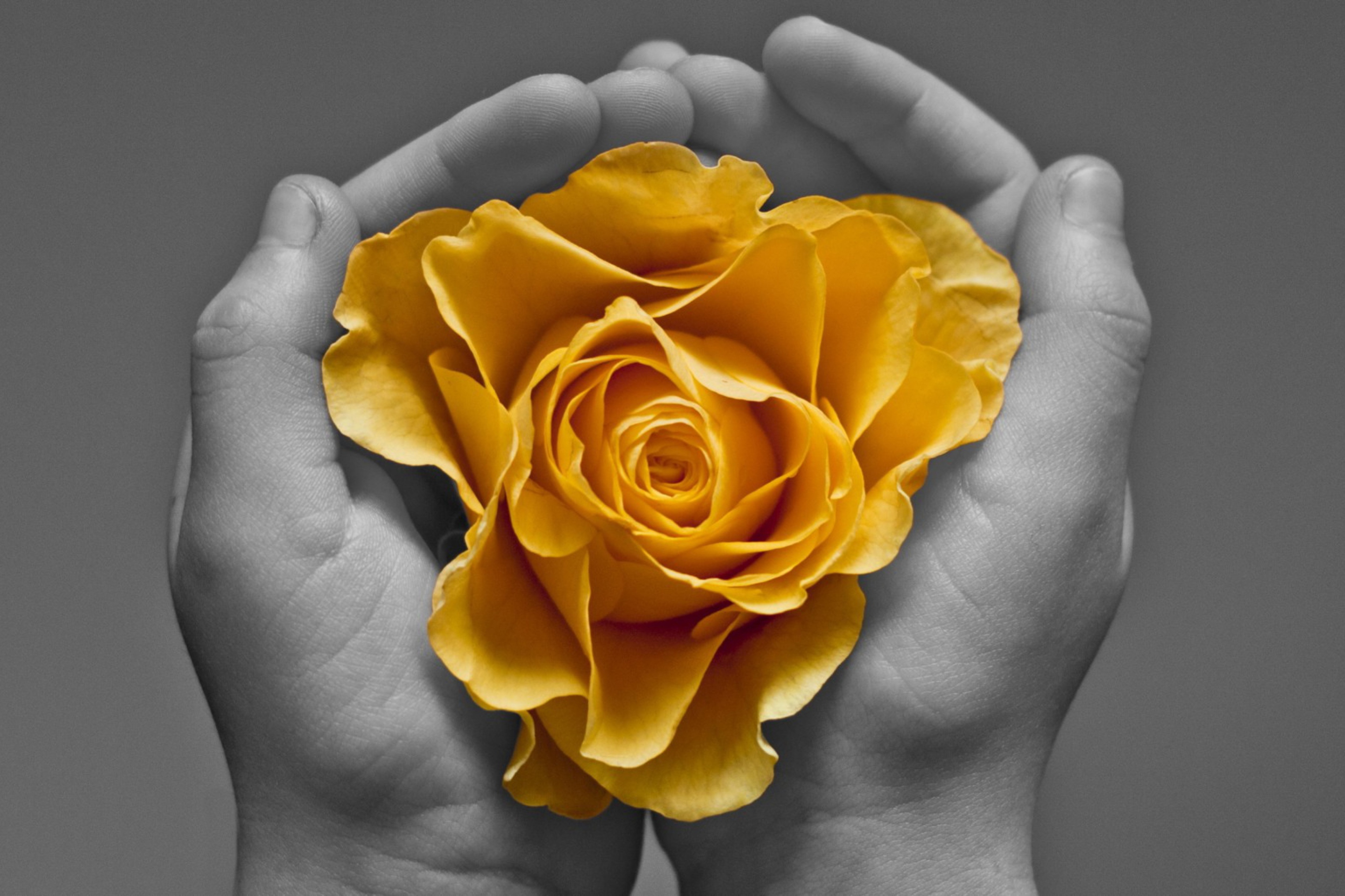 Sfondi Yellow Flower In Hands 2880x1920