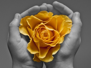 Das Yellow Flower In Hands Wallpaper 320x240