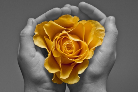 Das Yellow Flower In Hands Wallpaper 480x320