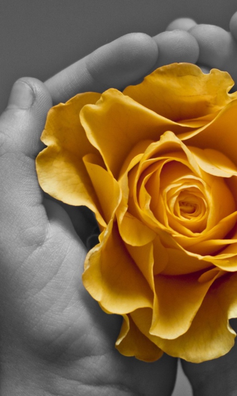 Das Yellow Flower In Hands Wallpaper 480x800