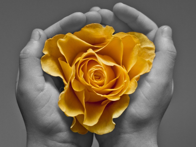 Das Yellow Flower In Hands Wallpaper 640x480
