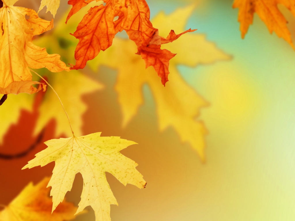 Sfondi Yellow Autumn Leaves 1024x768