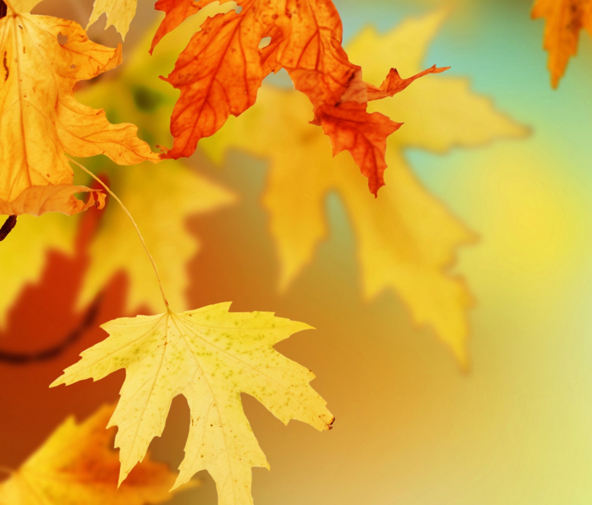 Обои Yellow Autumn Leaves 1200x1024