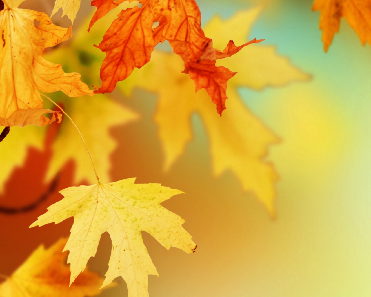 Yellow Autumn Leaves wallpaper 1280x1024
