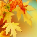 Yellow Autumn Leaves wallpaper 128x128