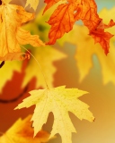 Yellow Autumn Leaves wallpaper 128x160