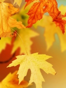 Screenshot №1 pro téma Yellow Autumn Leaves 132x176