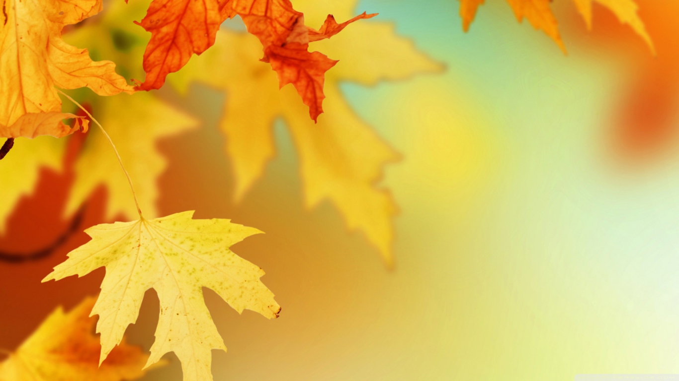 Yellow Autumn Leaves wallpaper 1366x768