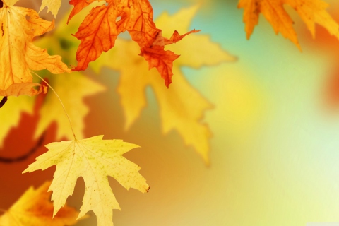 Fondo de pantalla Yellow Autumn Leaves 480x320
