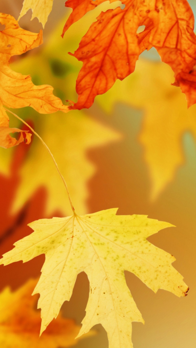 Yellow Autumn Leaves wallpaper 640x1136