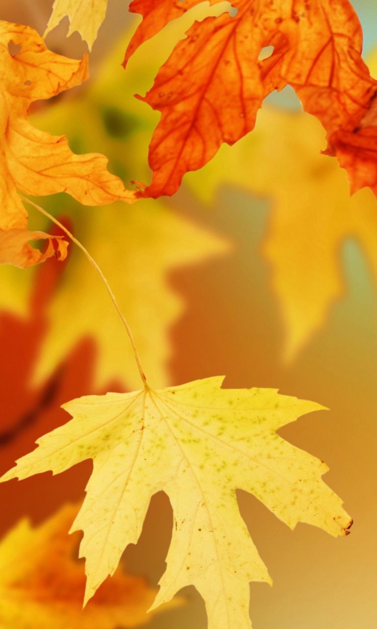 Das Yellow Autumn Leaves Wallpaper 768x1280