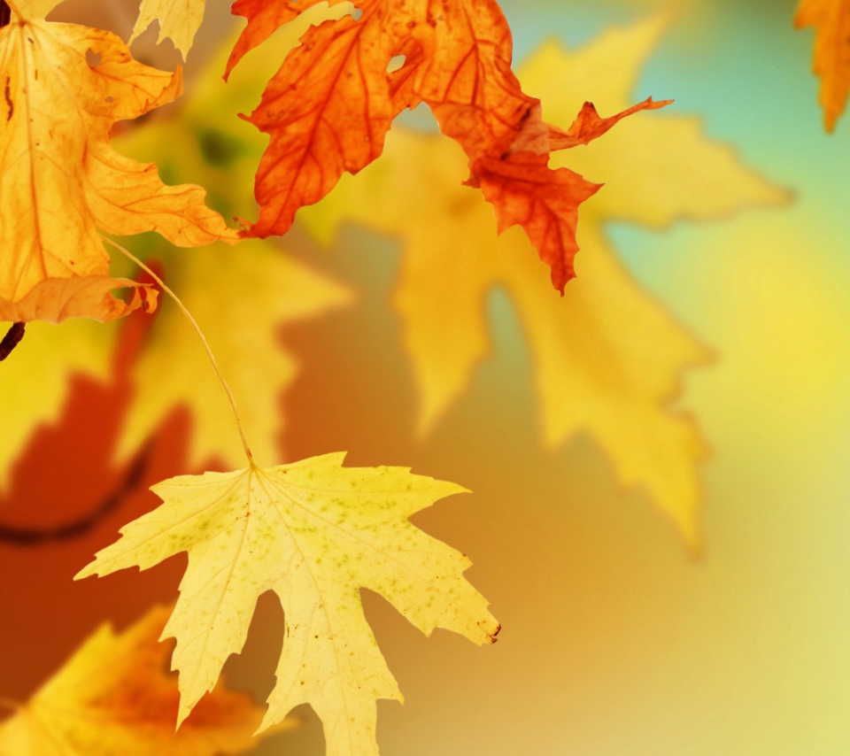 Das Yellow Autumn Leaves Wallpaper 960x854