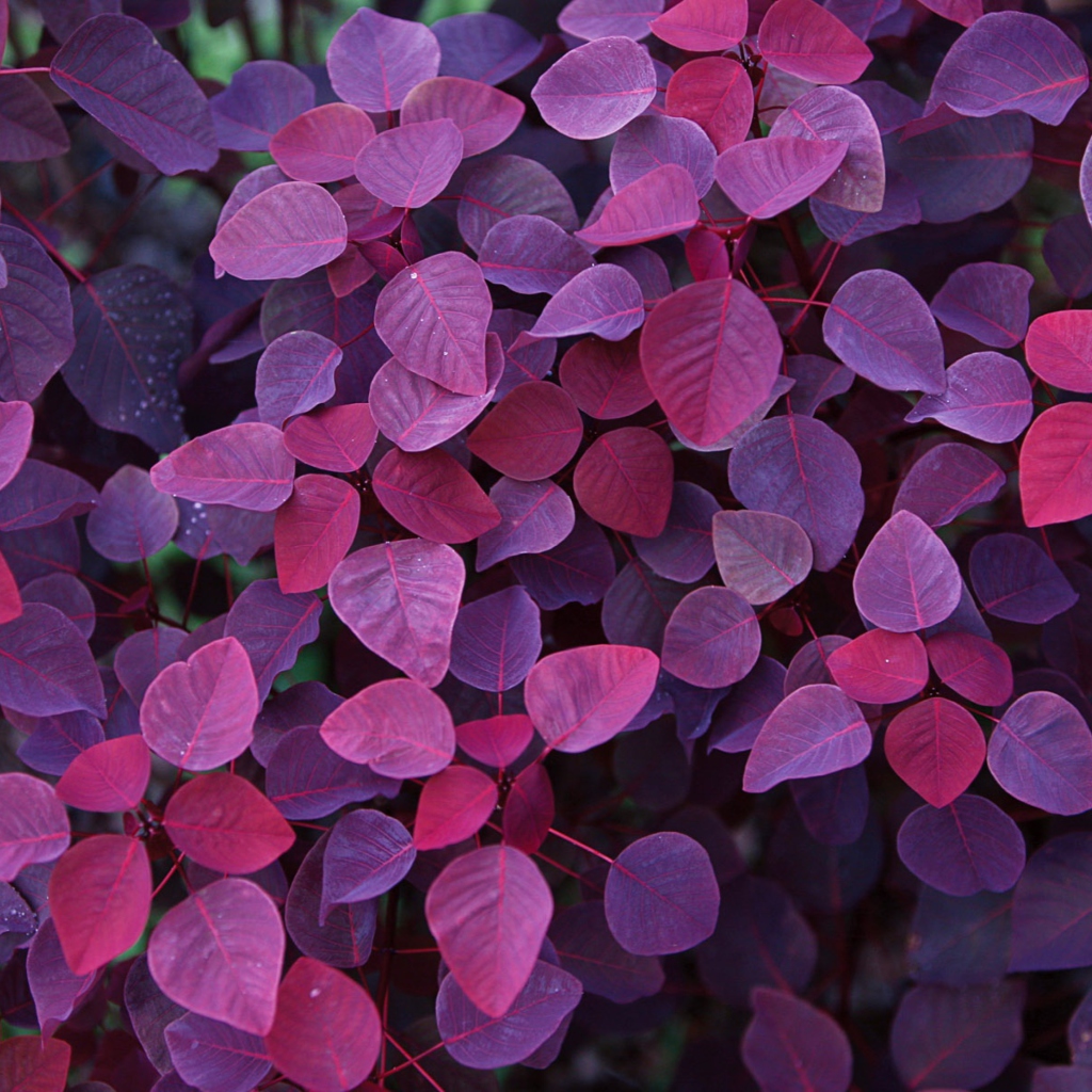 Pink And Violet Leaves wallpaper 1024x1024