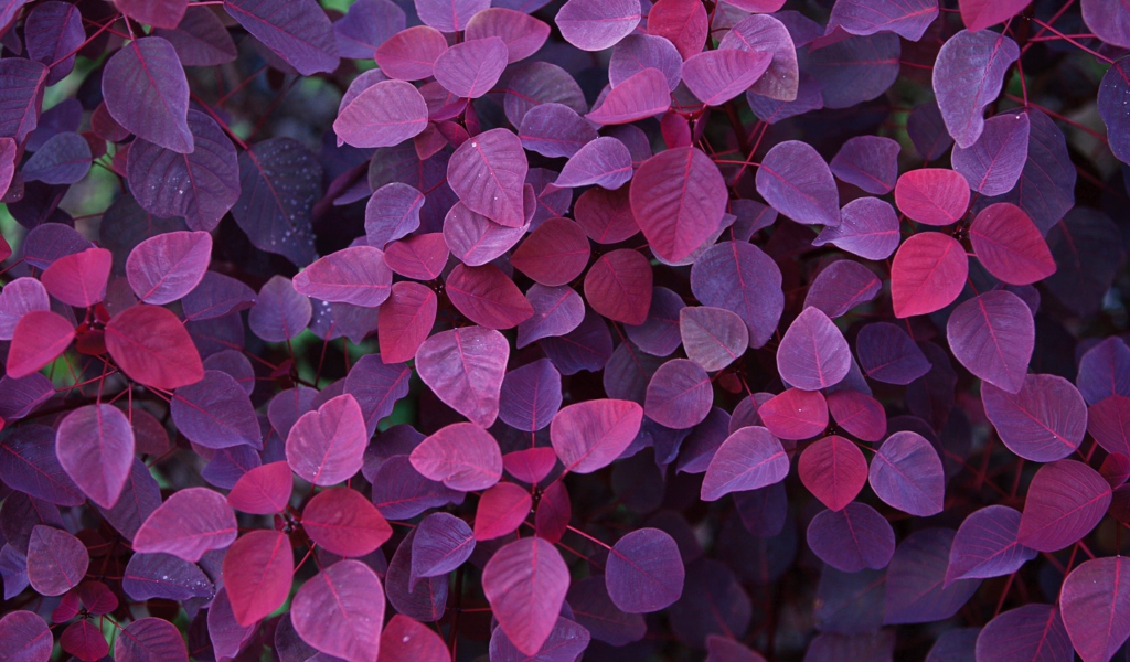 Pink And Violet Leaves screenshot #1 1024x600