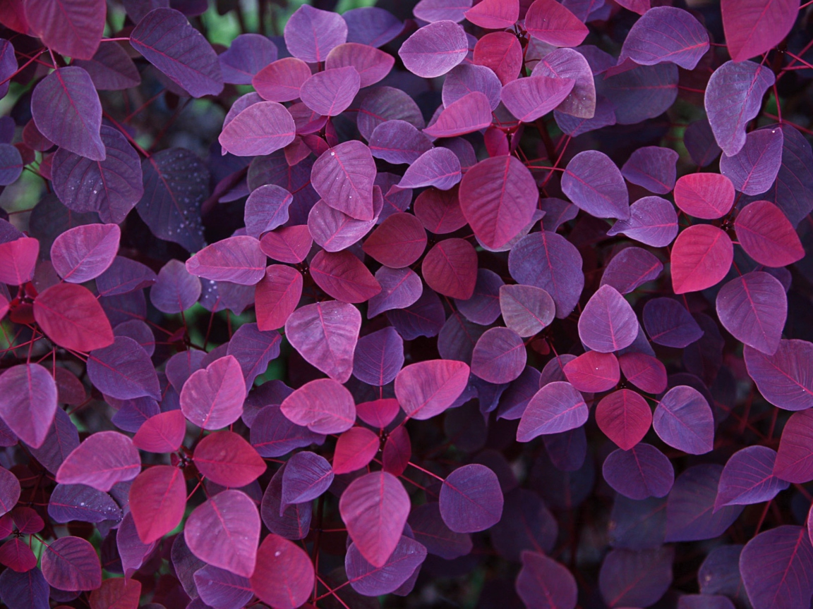 Pink And Violet Leaves screenshot #1 1152x864