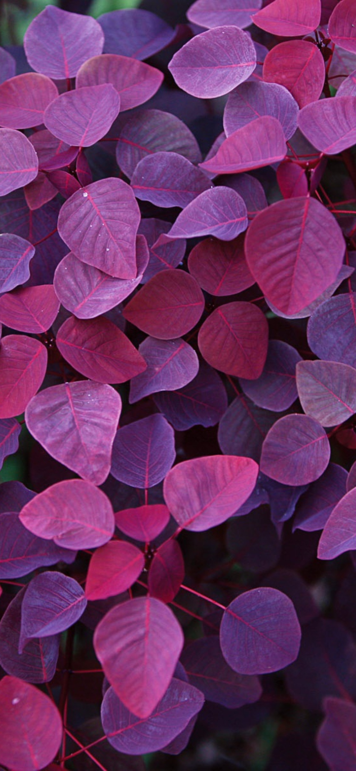 Das Pink And Violet Leaves Wallpaper 1170x2532