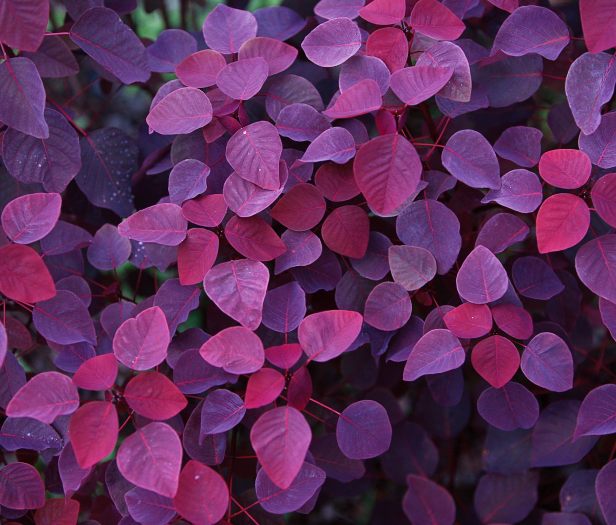 Обои Pink And Violet Leaves 1200x1024