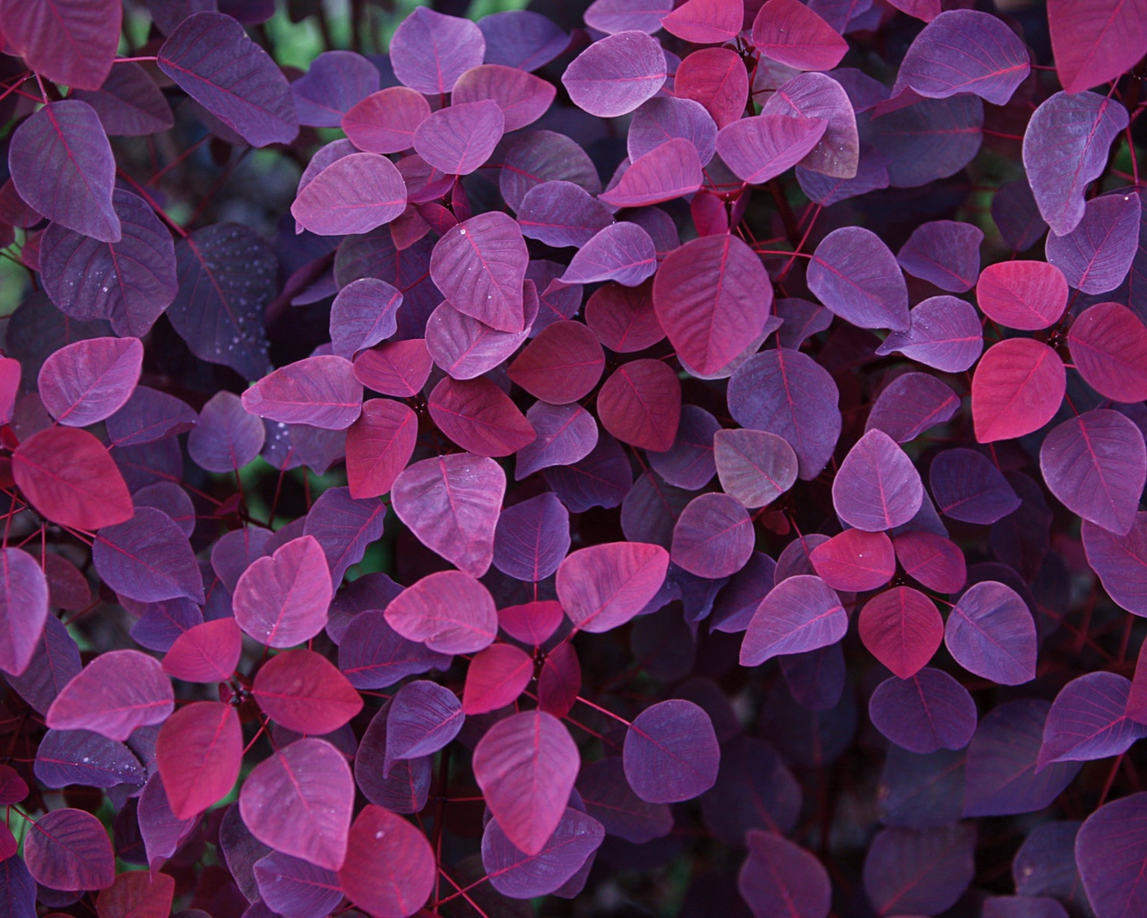 Fondo de pantalla Pink And Violet Leaves 1280x1024