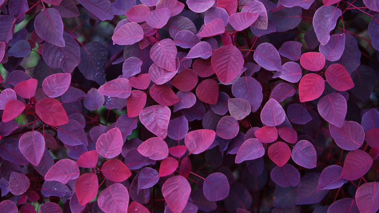 Обои Pink And Violet Leaves 1280x720