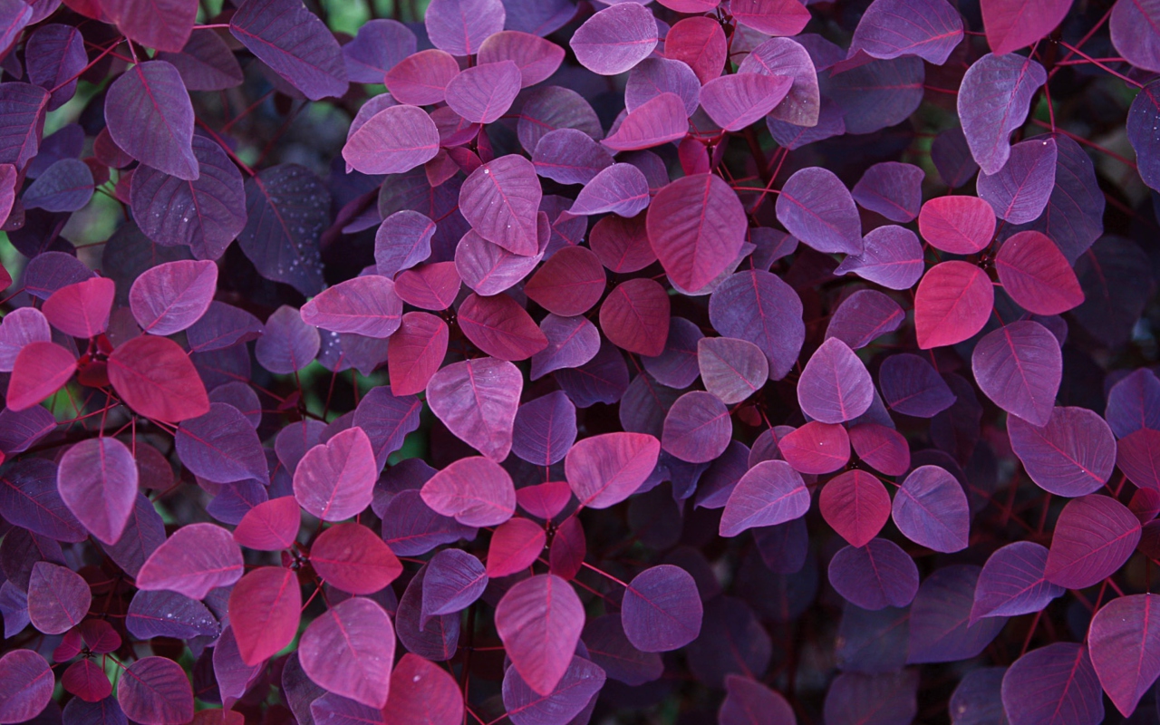Pink And Violet Leaves wallpaper 1280x800