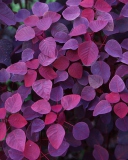 Screenshot №1 pro téma Pink And Violet Leaves 128x160