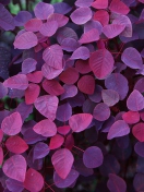 Fondo de pantalla Pink And Violet Leaves 132x176