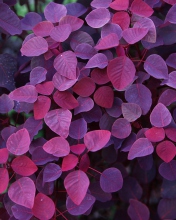 Pink And Violet Leaves wallpaper 176x220