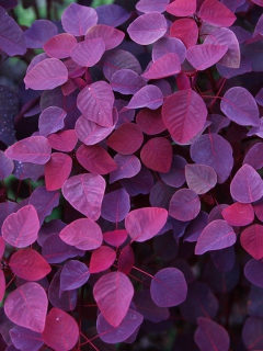 Fondo de pantalla Pink And Violet Leaves 240x320