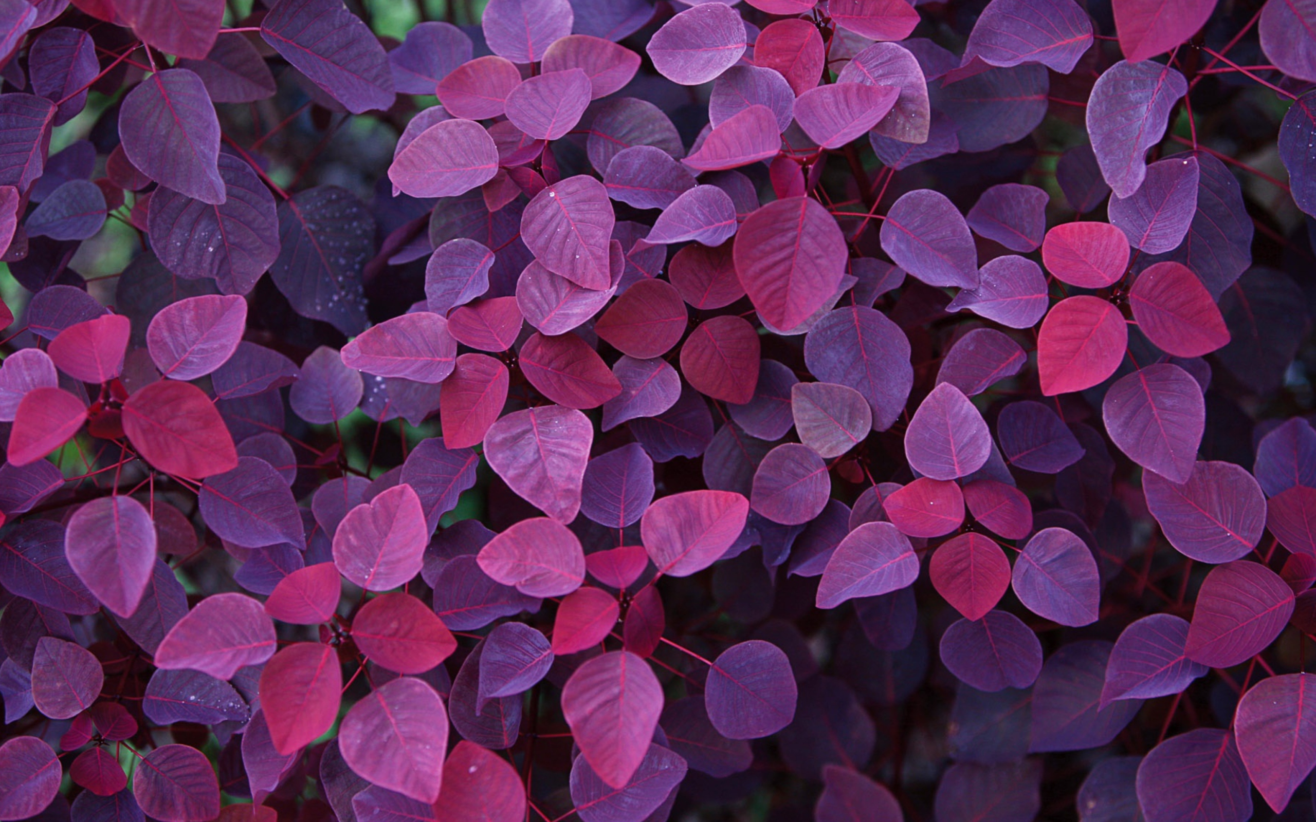 Pink And Violet Leaves screenshot #1 2560x1600