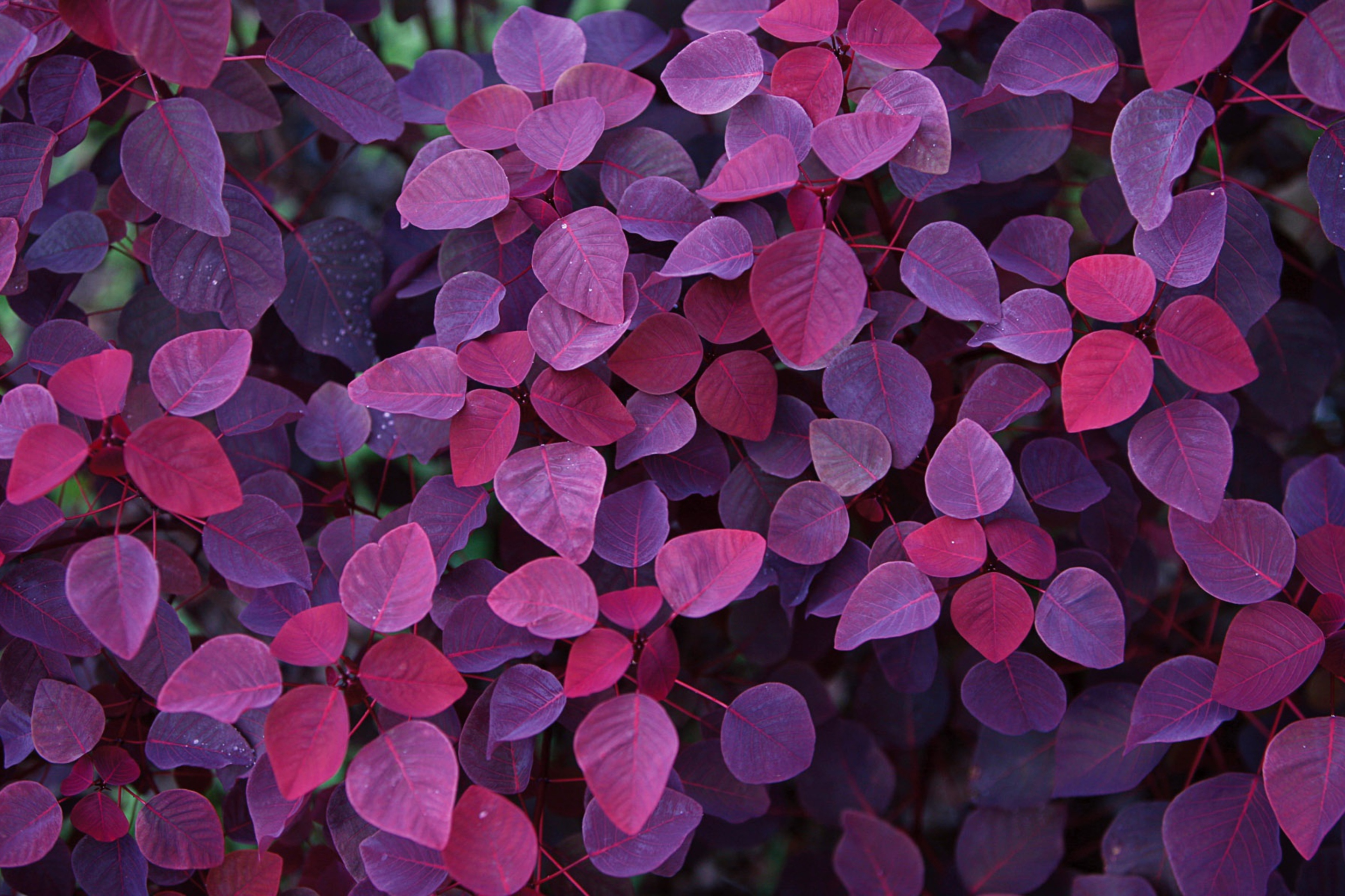 Das Pink And Violet Leaves Wallpaper 2880x1920