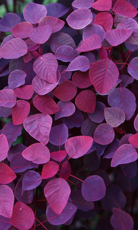 Fondo de pantalla Pink And Violet Leaves 480x800