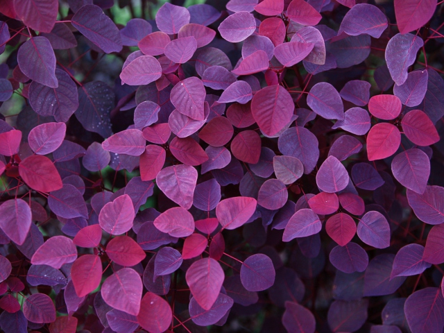 Screenshot №1 pro téma Pink And Violet Leaves 640x480