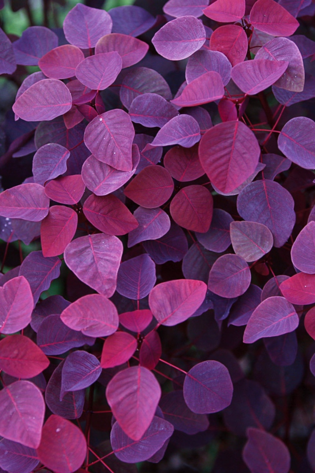 Pink And Violet Leaves screenshot #1 640x960