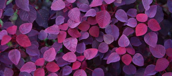 Pink And Violet Leaves wallpaper 720x320