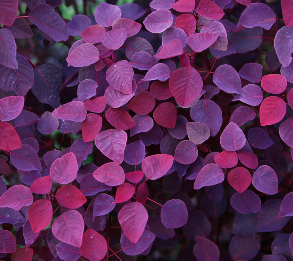 Das Pink And Violet Leaves Wallpaper 960x854