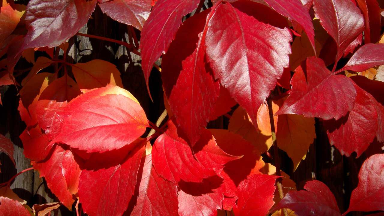 Das Crimson autumn foliage macro Wallpaper 1280x720