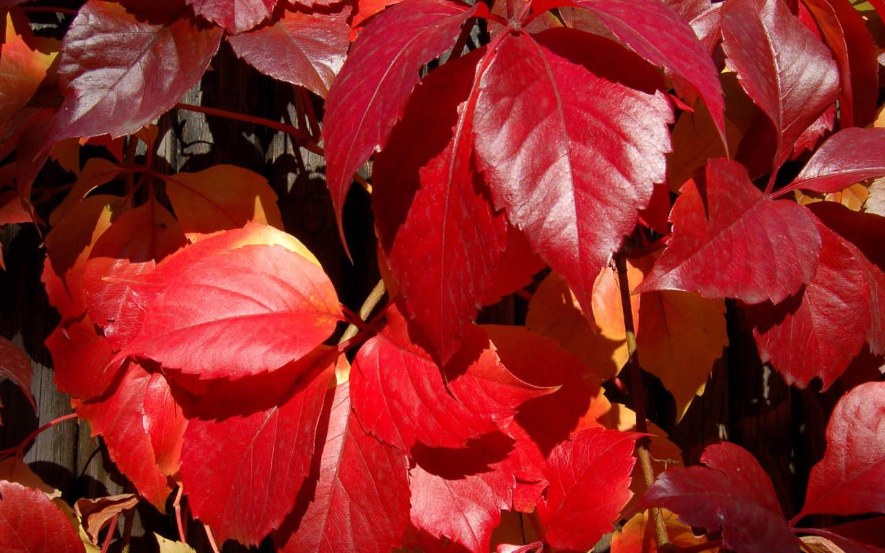 Crimson autumn foliage macro wallpaper 1280x800