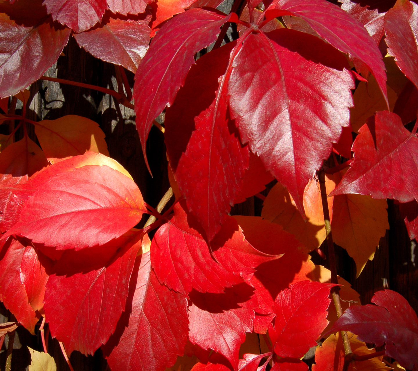 Sfondi Crimson autumn foliage macro 1440x1280
