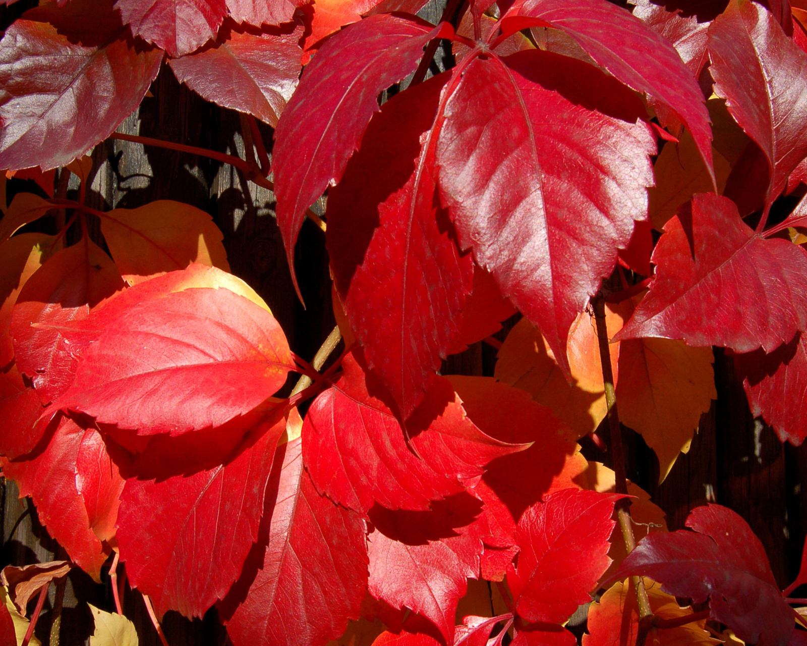Crimson autumn foliage macro screenshot #1 1600x1280
