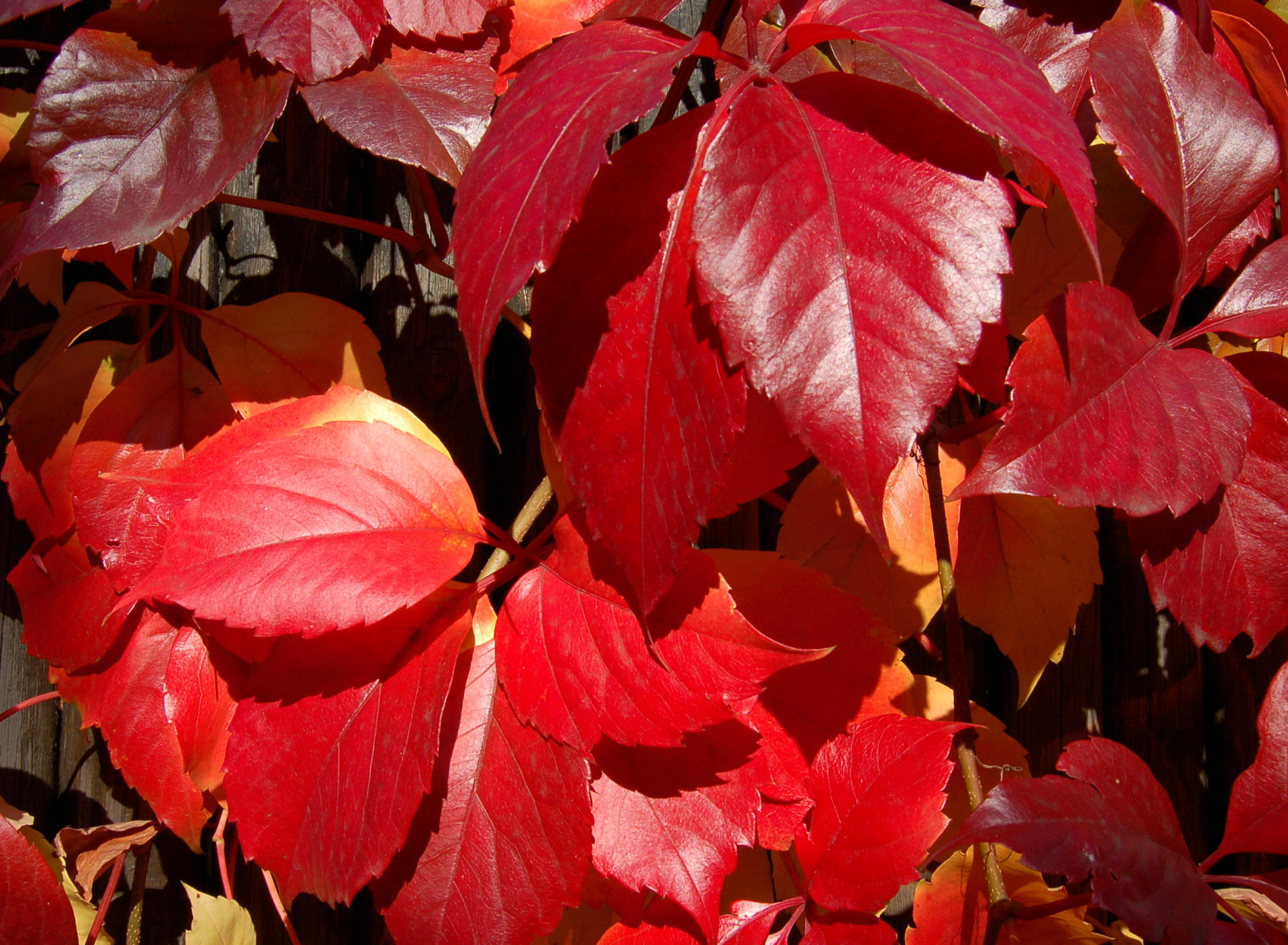 Fondo de pantalla Crimson autumn foliage macro 1920x1408