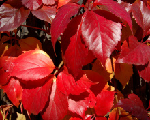 Fondo de pantalla Crimson autumn foliage macro 220x176
