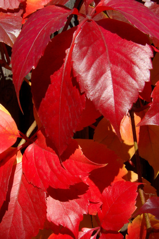 Fondo de pantalla Crimson autumn foliage macro 320x480