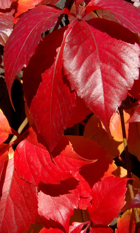 Das Crimson autumn foliage macro Wallpaper 480x800