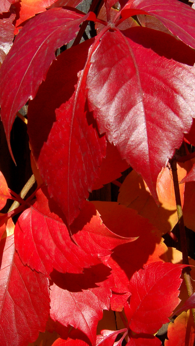 Обои Crimson autumn foliage macro 640x1136