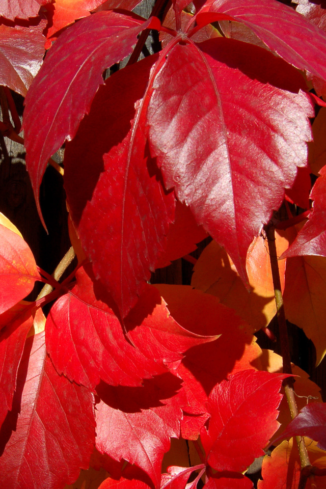 Screenshot №1 pro téma Crimson autumn foliage macro 640x960