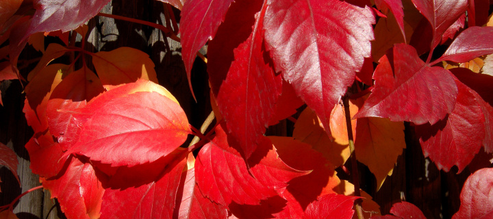 Screenshot №1 pro téma Crimson autumn foliage macro 720x320