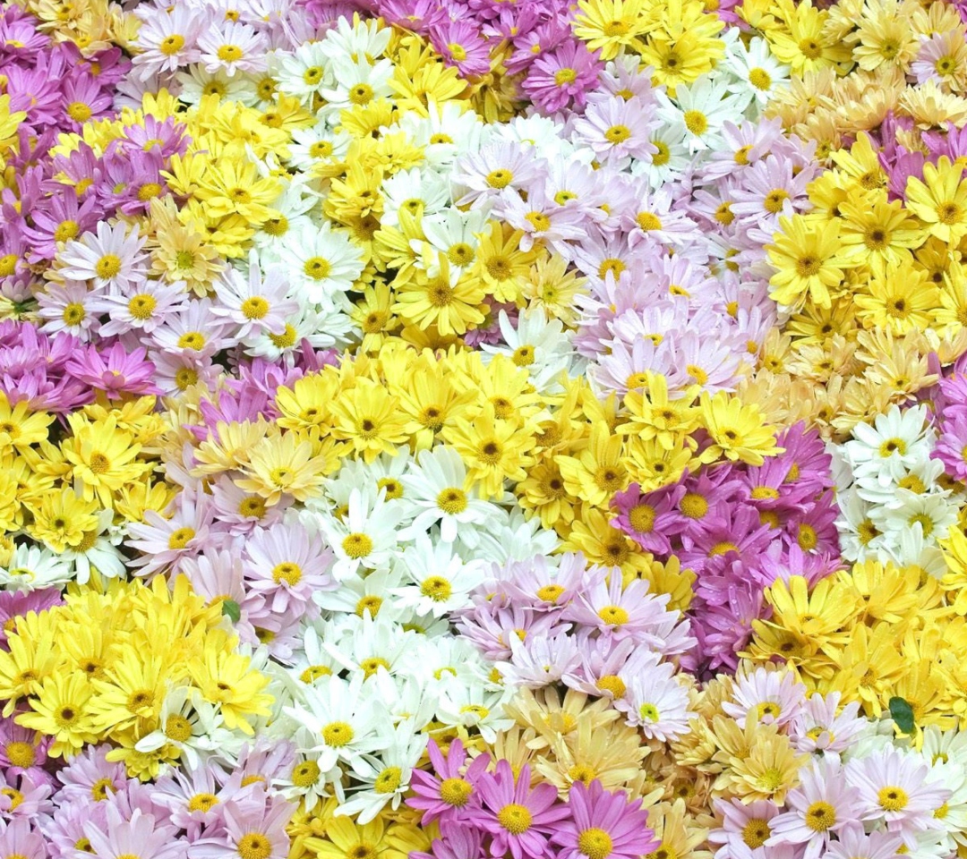 Обои Yellow, White And Purple Flowers 1080x960